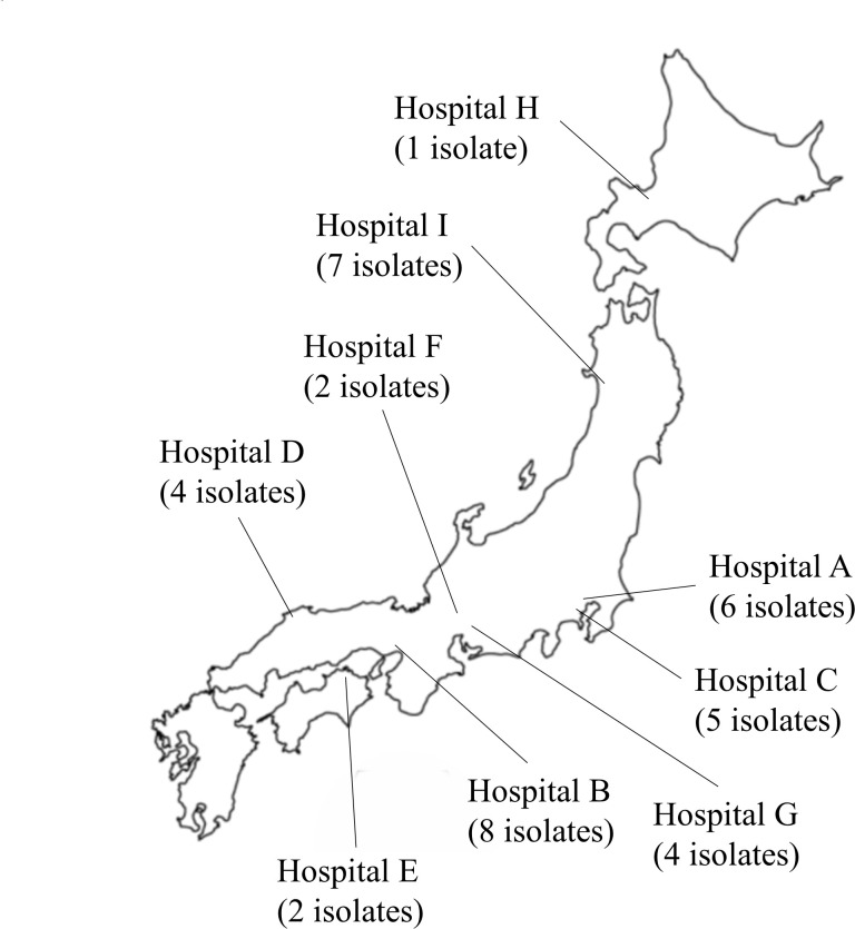 Genomic epidemiology and antimicrobial resistance of <i>Corynebacterium macclintockiae</i>, the predominant species of human pathogens within the <i>Corynebacterium jeikeium</i> complex.