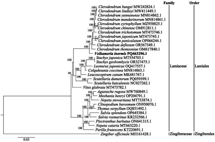 The complete chloroplast genome sequence and phylogenetic analysis of <i>Volkameria inermis</i> Linnaeus 1753 (Lamiaceae), a tropical and subtropical coastal shrub.