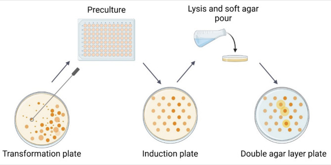 Discovery of potent endolysins against Pseudomonas aeruginosa and other gram-negative ESKAPE pathogens by an agar-based screening method.