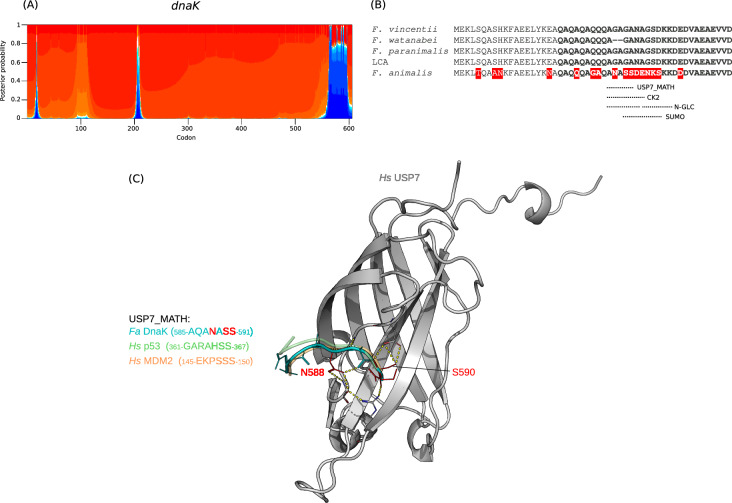 Positive selection at core genes may underlie niche adaptation in Fusobacterium animalis.