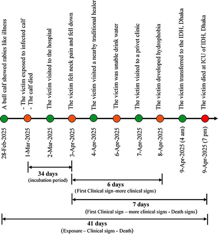 One Health investigation of the first human rabies death linked to a clinically suspected rabid bull calf in Bangladesh.