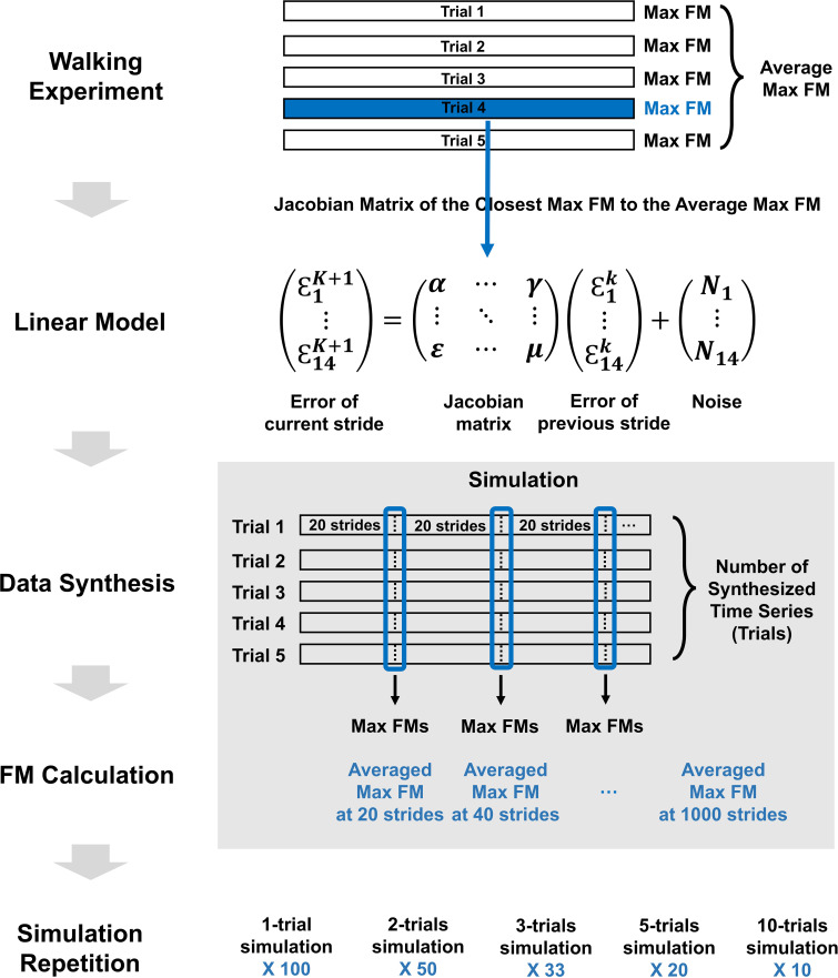 The effect of sampling methods on the validity and reliability of the estimation of the orbital stability of human gait.