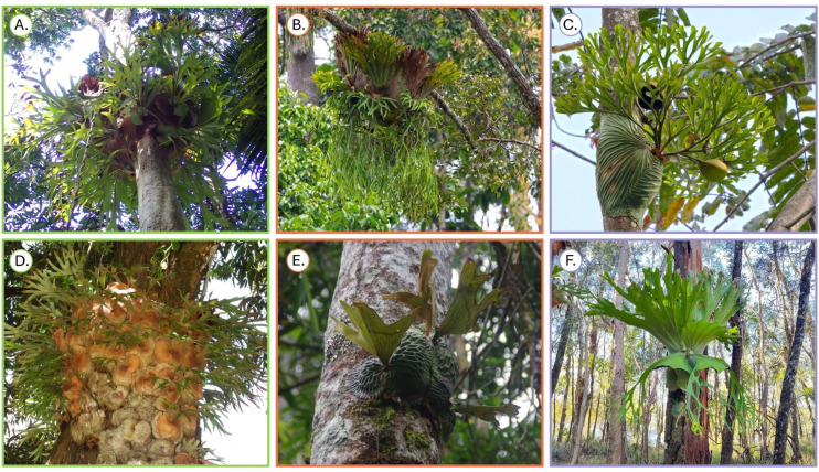 Evolutionary origins and life-history correlates of coloniality in the epiphytic fern genus Platycerium (Polypodiaceae).