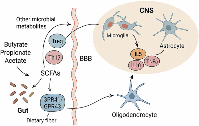 Bidirectional crosstalk between the gut microbiota and cellular compartments of brain: Implications for neurodevelopmental and neuropsychiatric disorders.