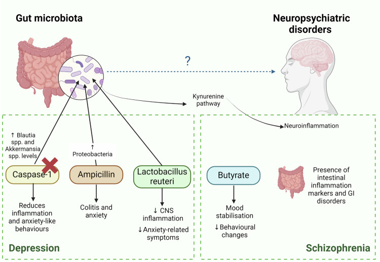 Bidirectional crosstalk between the gut microbiota and cellular compartments of brain: Implications for neurodevelopmental and neuropsychiatric disorders.