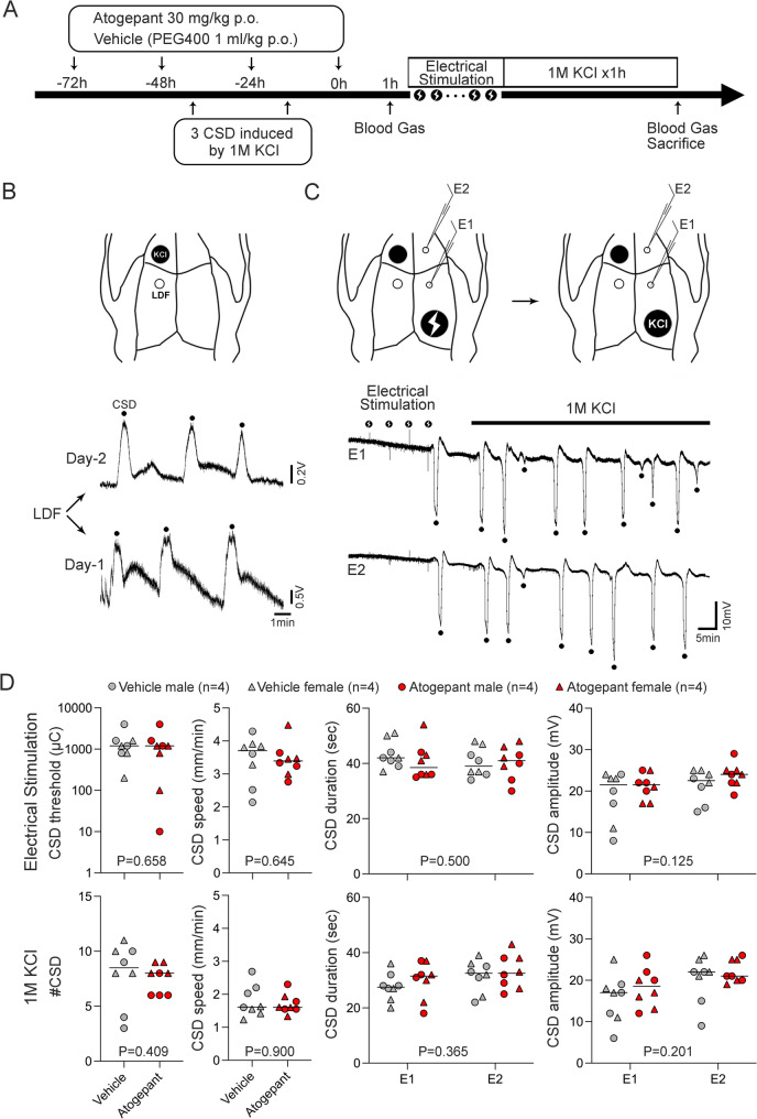 Small-molecule CGRP antagonist atogepant does not affect cortical spreading depression susceptibility in rats.