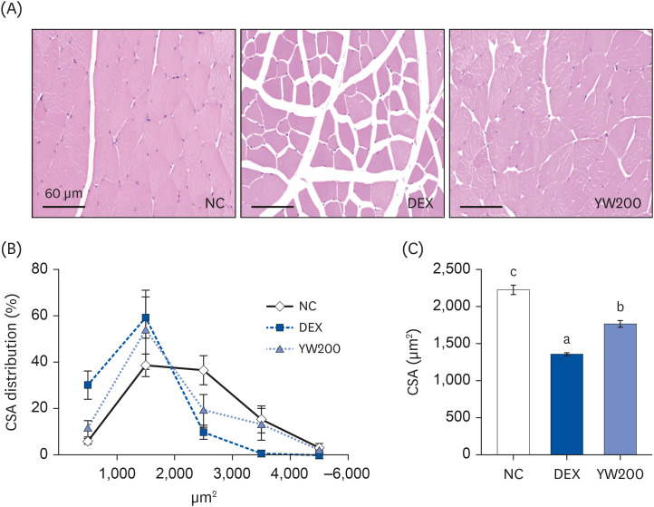 Yuja peel hot water extract protects against dexamethasone-induced skeletal muscle atrophy through the PI3K-Akt-mTOR/FoxO3α signaling pathway.