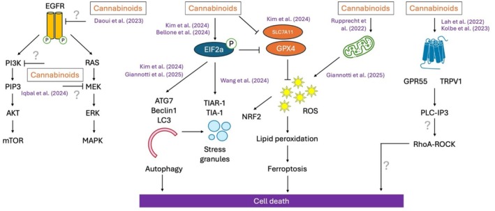 Recent Advances in the Therapeutic Potential of Cannabinoids Against Gliomas: A Systematic Review (2022-2025).