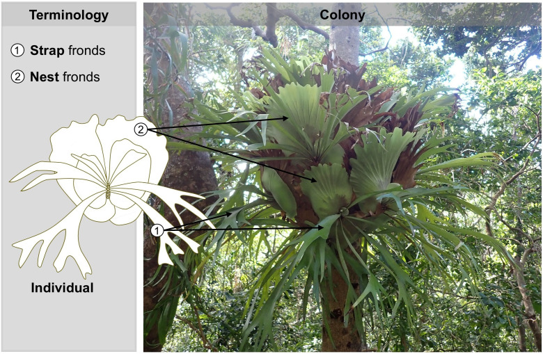 Evolutionary origins and life-history correlates of coloniality in the epiphytic fern genus Platycerium (Polypodiaceae).