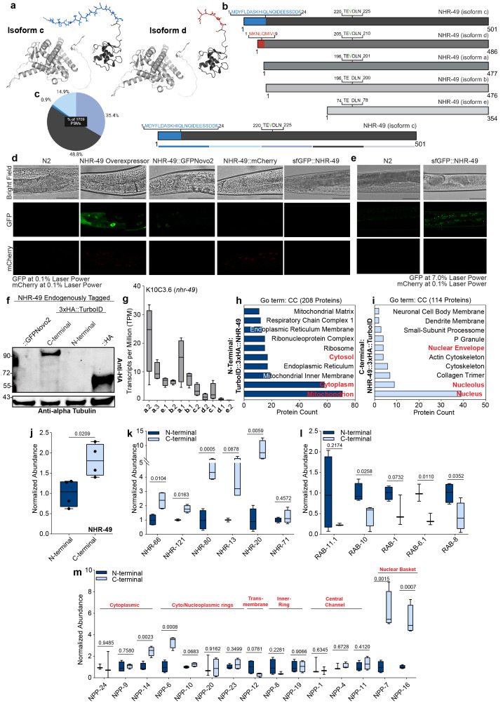 Isoform differences drive functional diversity of NHR-49.