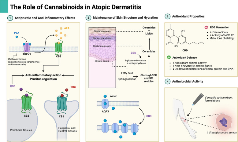 Therapeutic potential of cannabinoids for treating atopic dermatitis.