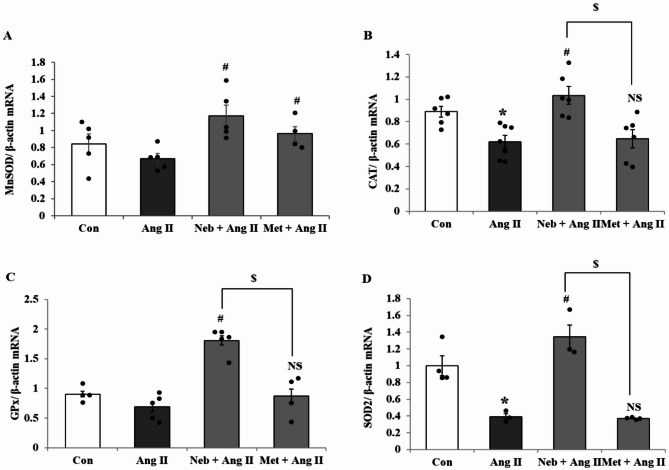 Differential effects of β-blockers nebivolol and metoprolol on mitochondrial biogenesis and antioxidant defense in angiotensin II-induced pathology in H9c2 cardiomyoblasts.