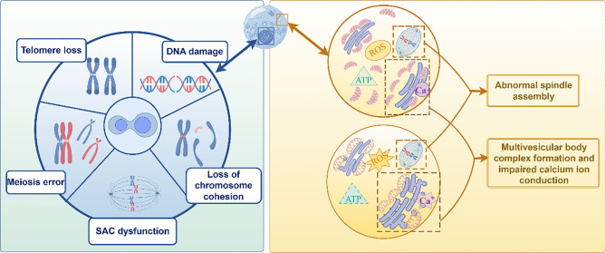 Mitochondrial dysfunction in oocytes: implications for fertility and ageing.