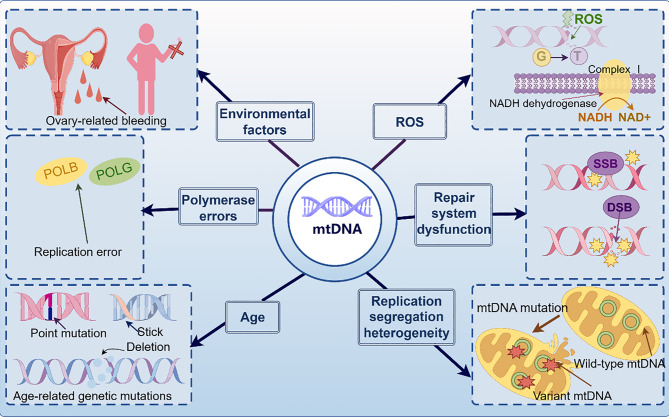 Mitochondrial dysfunction in oocytes: implications for fertility and ageing.