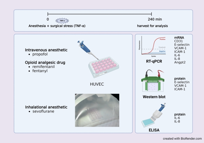 Effects of sevoflurane, propofol, remifentanil, and fentanyl on the endothelial proinflammatory response: an in vitro exploratory study.