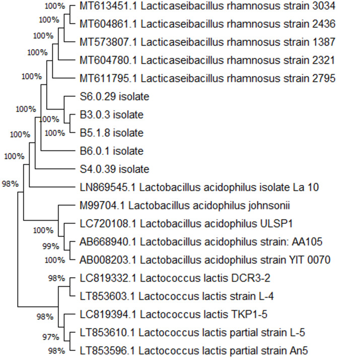 Probiotic potential of ginseng derived Lacticaseibacillus rhamnosus strains with hypocholesterolemic, antioxidant and antibacterial activities.