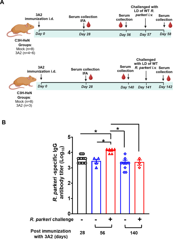 Vaccination-induced neutralizing antibodies in immunocompetent hosts correlate with protection against rickettsiae.