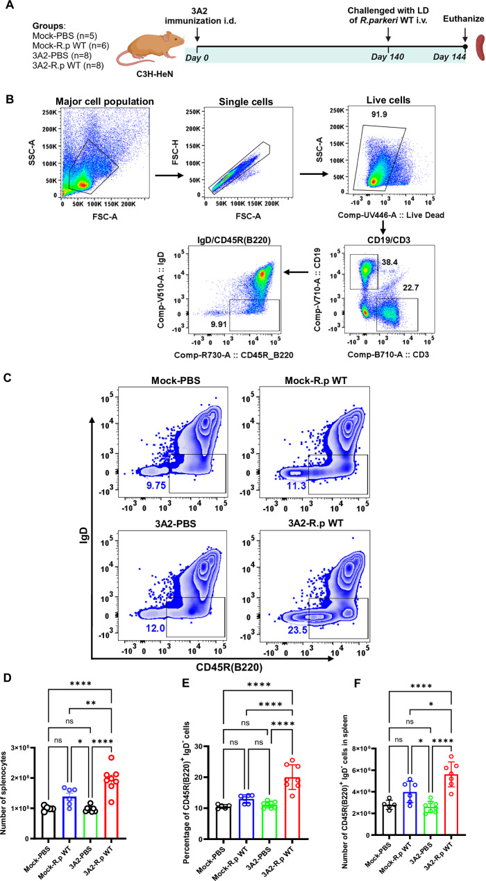 Vaccination-induced neutralizing antibodies in immunocompetent hosts correlate with protection against rickettsiae.