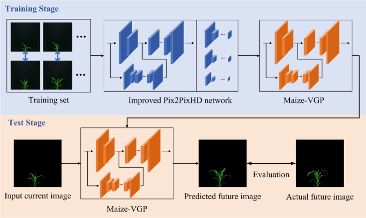 GAN-based image prediction of maize growth across varieties and developmental stages.