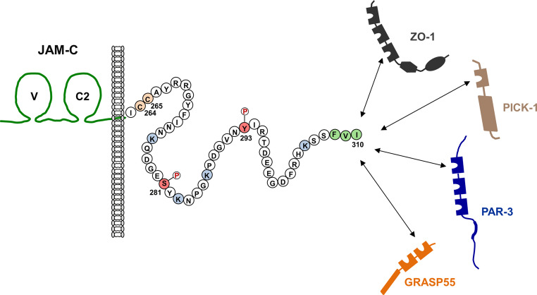Junctional adhesion molecule-C: A multifunctional mediator of cell adhesion.