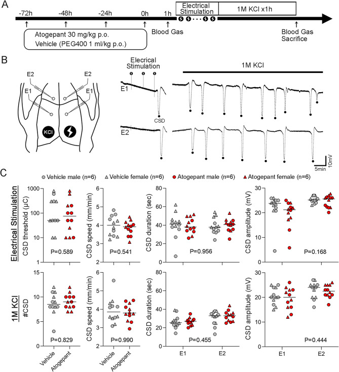 Small-molecule CGRP antagonist atogepant does not affect cortical spreading depression susceptibility in rats.