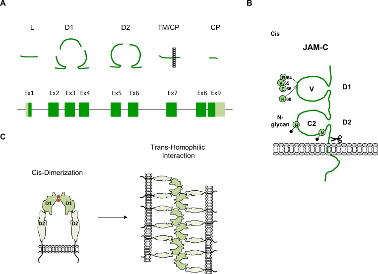 Junctional adhesion molecule-C: A multifunctional mediator of cell adhesion.