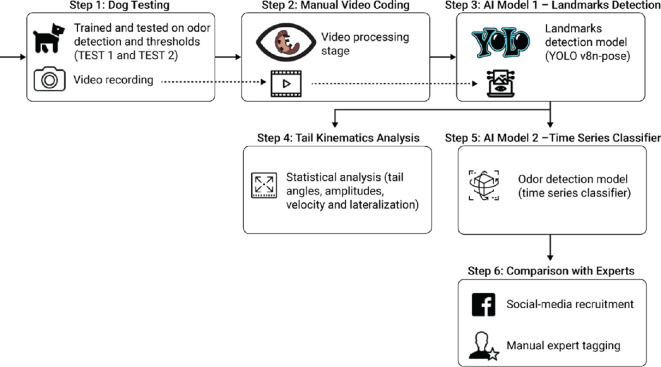 Does the tail show when the nose knows? Artificial intelligence outperforms human experts at predicting detection dogs finding their target through tail kinematics.