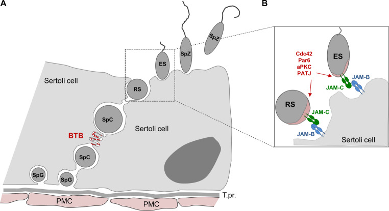 Junctional adhesion molecule-C: A multifunctional mediator of cell adhesion.