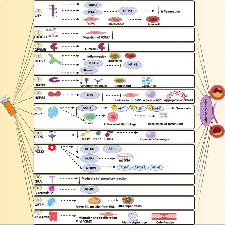 Mitigating atherosclerosis: Integrating vaccines with gene targets.
