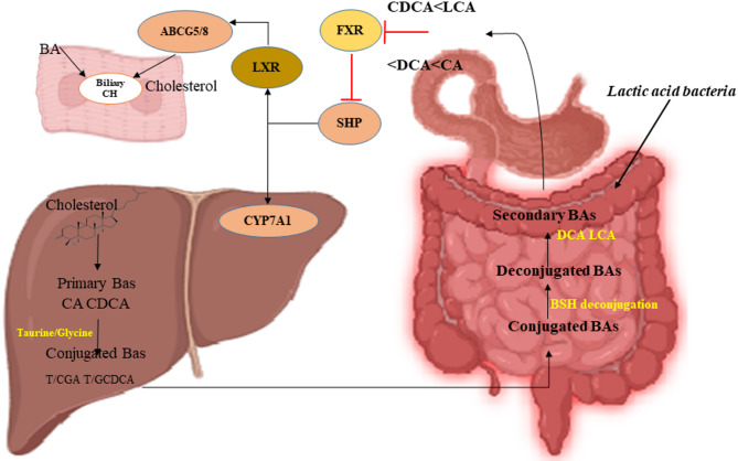 Probiotic potential of ginseng derived Lacticaseibacillus rhamnosus strains with hypocholesterolemic, antioxidant and antibacterial activities.