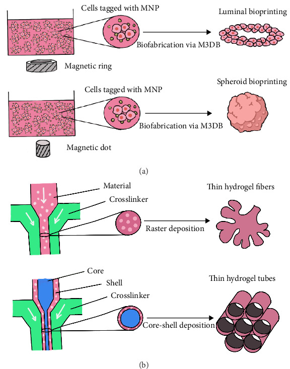 Progress and Prospects in the Treatment of Lacrimal Gland Dysfunction Diseases: From Traditional Treatment Methods to Stem Cell and Organoid Therapies.
