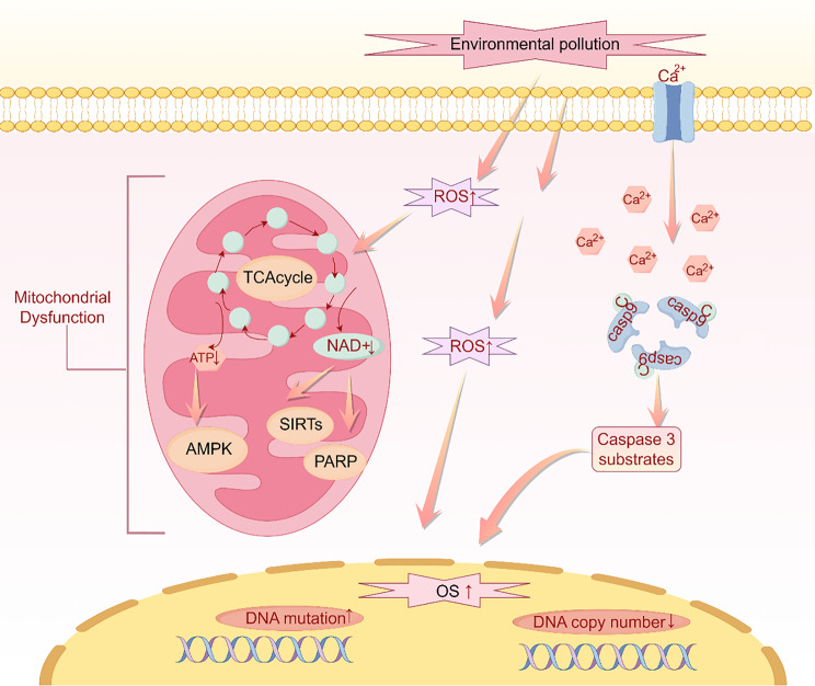 Mitochondrial dysfunction in oocytes: implications for fertility and ageing.
