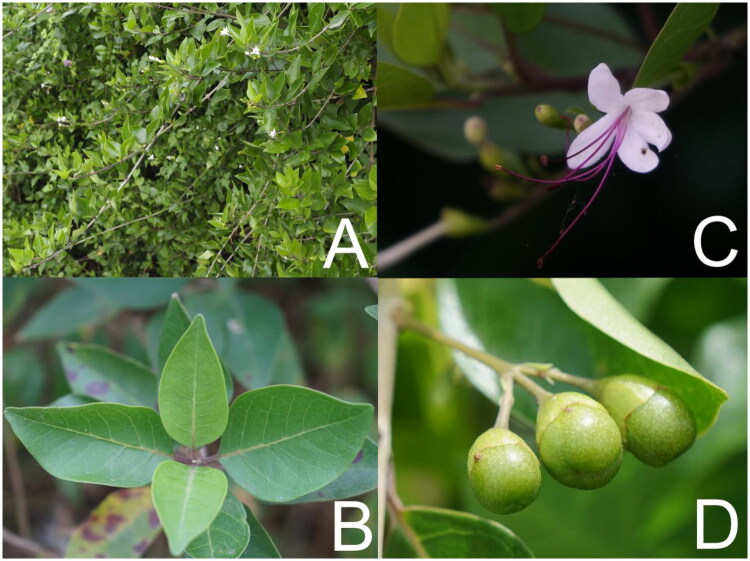 The complete chloroplast genome sequence and phylogenetic analysis of <i>Volkameria inermis</i> Linnaeus 1753 (Lamiaceae), a tropical and subtropical coastal shrub.
