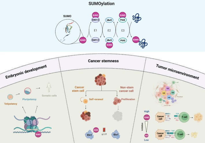 Small modifier, big decision: switching to SUMO mode adds weight to cancer stemness in mammary tumors.