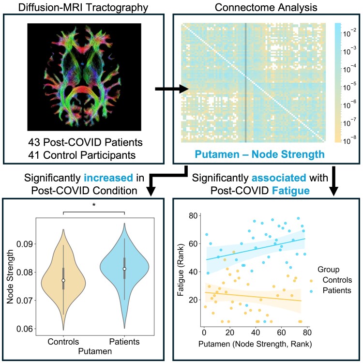 Altered putamen connectivity in patients with neurological post-COVID condition.