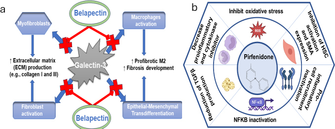 Exploring hepatic stellate cell-driven fibrosis: therapeutic advances and future perspectives.