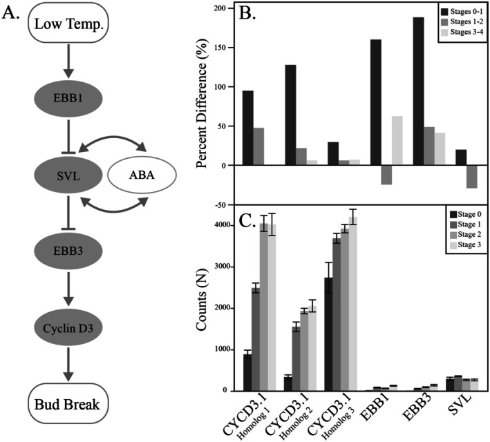 Gene Regulatory Changes Associated With Phenological Transitions in an Ecologically Significant Tree Species.
