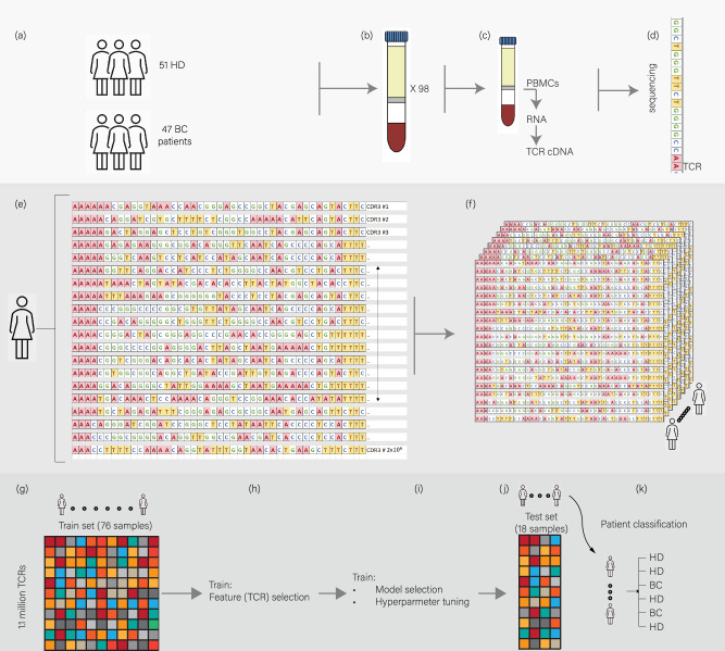 Breast cancer is detectable from peripheral blood using machine learning over T cell receptor repertoires.