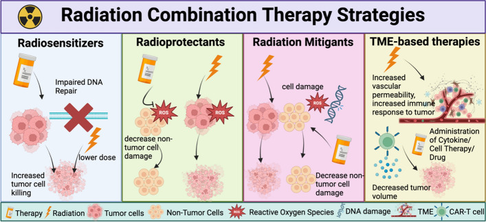 Modeling the effects of radiation on the bone tumor microenvironment: opportunities for exploring combination therapies in microphysiologic systems.