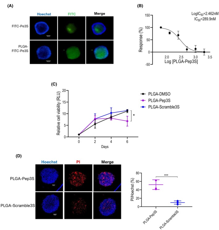 Targeting the MDM2-MDM4 interaction interface reveals an otherwise therapeutically active wild-type p53 in colorectal cancer.