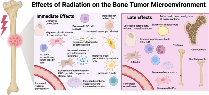 Modeling the effects of radiation on the bone tumor microenvironment: opportunities for exploring combination therapies in microphysiologic systems.