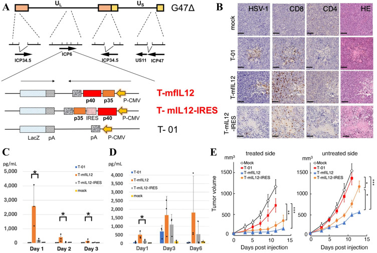 Optimizing Oncolytic Virotherapy for Malignant Glioma: From Bench to Bedside.