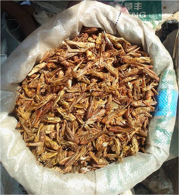 Brown locusts, Locustana pardalina, host fluconazole-resistant Candidozyma (Candida) auris, closely related to Clade III clinical strains.