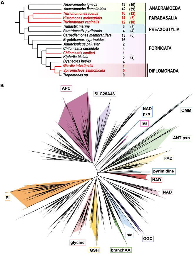 Selective loss of ATP carriers in favour of SLC25A43 orthologues in metamonad mitochondria adapted to anaerobiosis.
