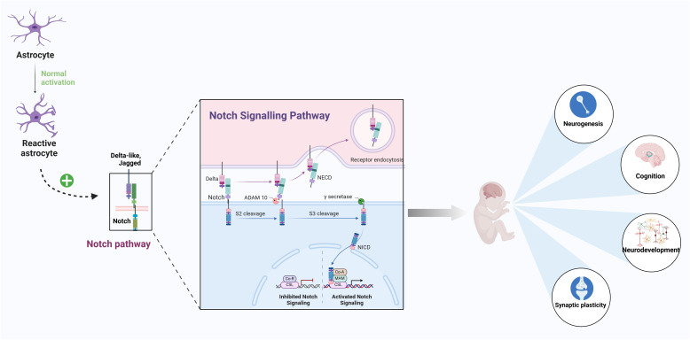 Role of astrocytes in the pathogenesis of perinatal brain injury.