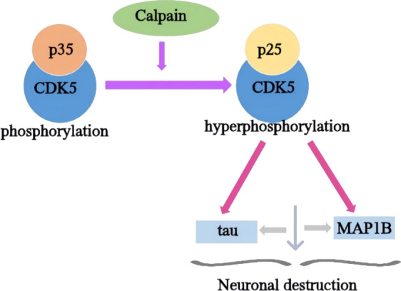 Advancements in the investigation of the mechanisms underlying cognitive aging.