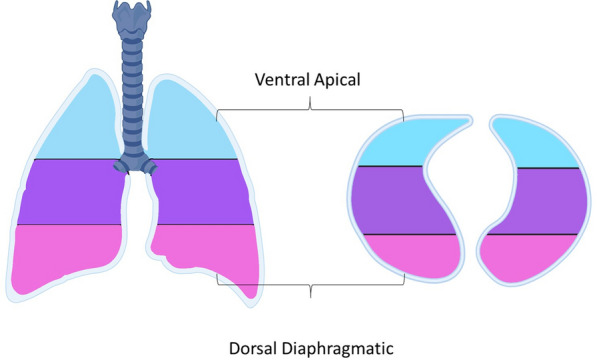 The focal index: a quantitative approach to morphological sub-phenotyping of COVID-19 patients with acute respiratory distress syndrome: a pilot study.