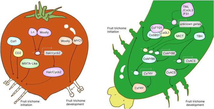 The role, regulation and application of plant fruit trichomes.
