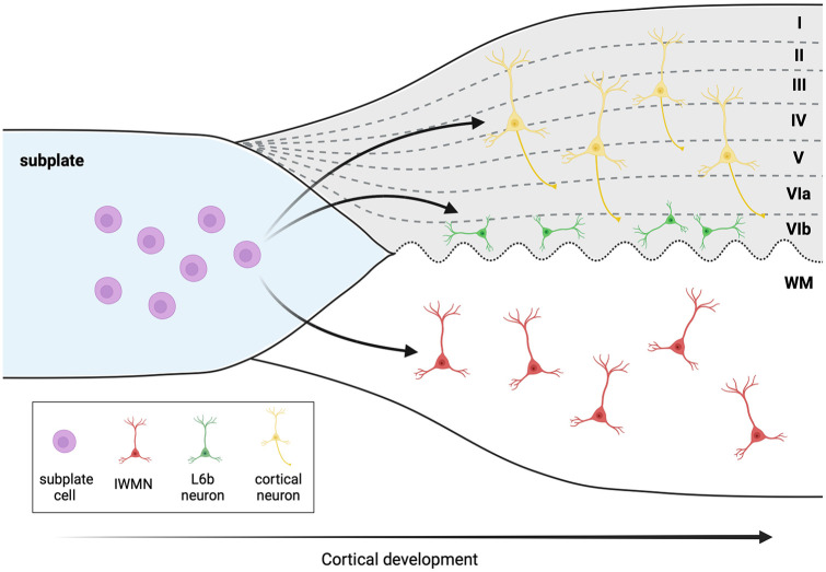 Hidden in the white matter: Current views on interstitial white matter neurons.