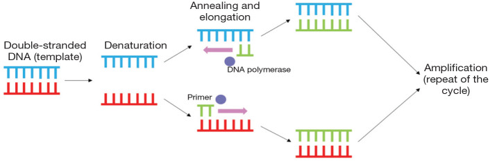 Feline enteropathogens and molecular diagnostics: benefits, limitations and clinical applications.